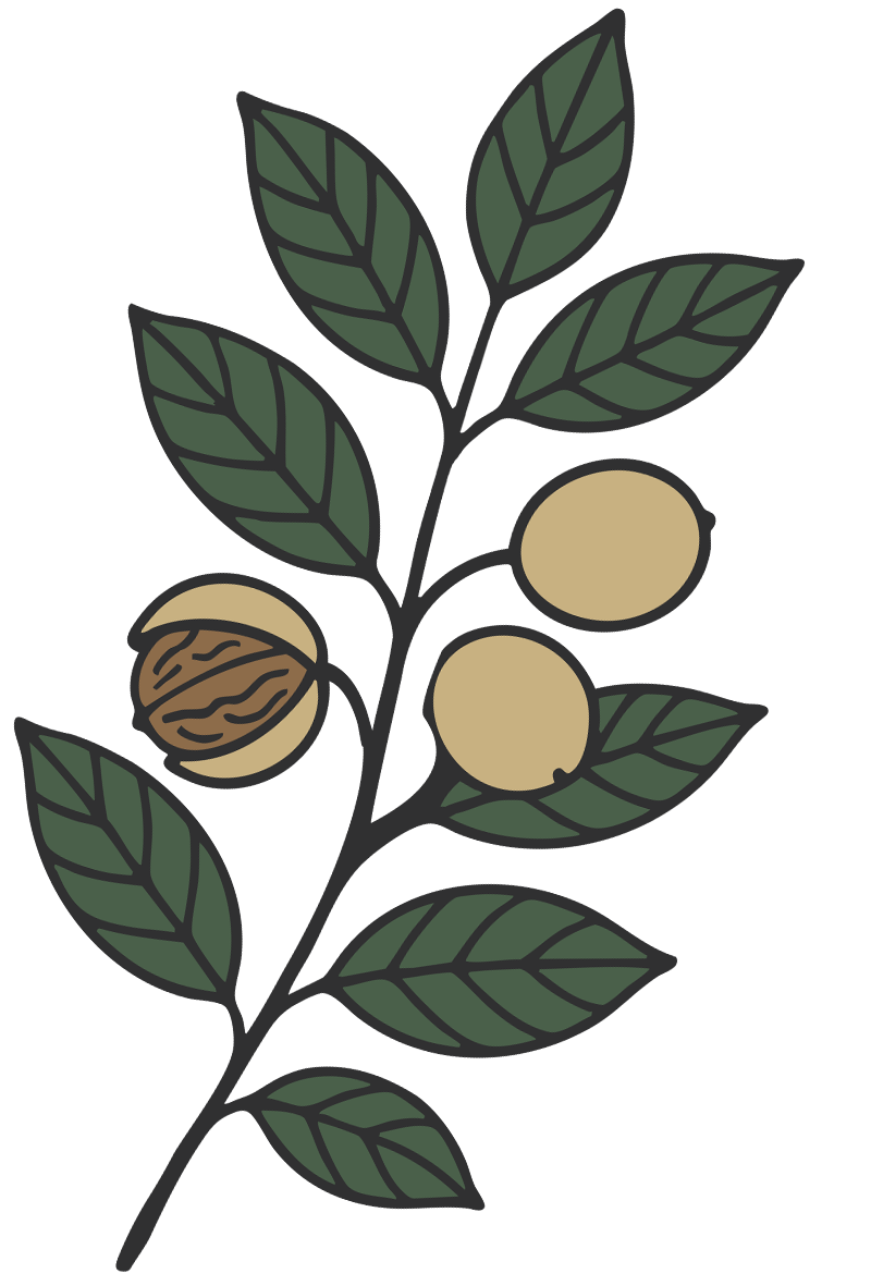 feuille-noix-perigord